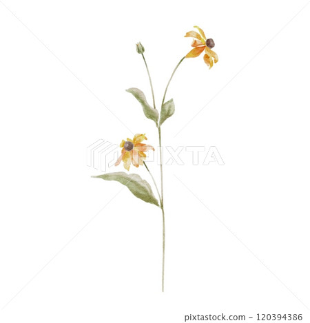 Cute yellow wildflower Rudbeckia on white. Watercolor illustration in kids style for textile, decoration children parties, birthday, Easter. 120394386