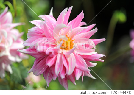 Beautiful dahlia flowers 2 120394478