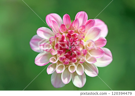Beautiful dahlia flowers 2 Beautiful dahlia flowers 2 120394479