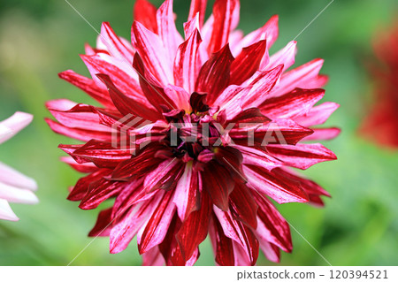 美麗的大麗花花 2 120394521