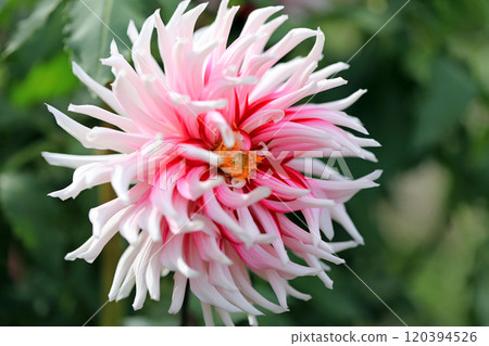 美麗的大麗花花 2 120394526