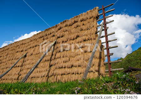 Rice paddle Rice paddle 120394676