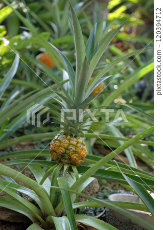 pineapple pineapple 120394712