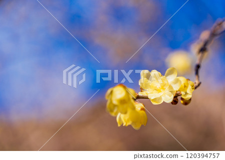 柔白花宏觀藍天背景 120394757