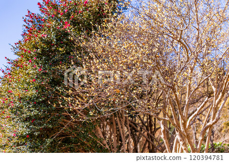Japanese allspice flower blue sky back 120394781