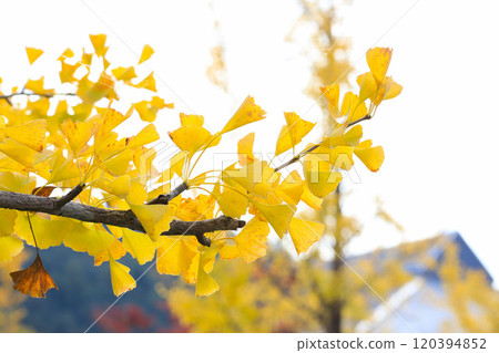 Autumn ginkgo leaves Autumn ginkgo leaves 120394852