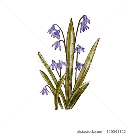 bluebells, watercolor illustration, spring flowers 120395122