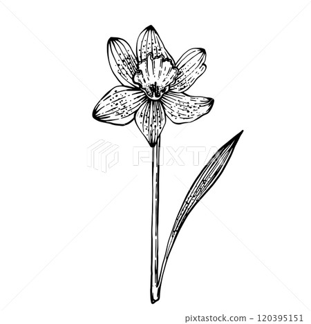 Spring Flower Narcissus Graphics vector Spring Flower Narcissus Graphics vector 120395151
