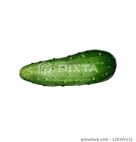 Green fresh cucumber, whole, small Green fresh cucumber, whole, small 120395152