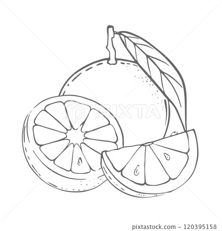 Orange, set. Vector Illustration 120395158