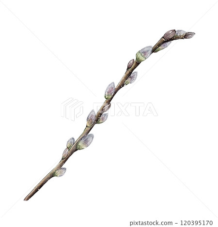 Willow branch, blooming, fluffy Willow branch, blooming, fluffy 120395170