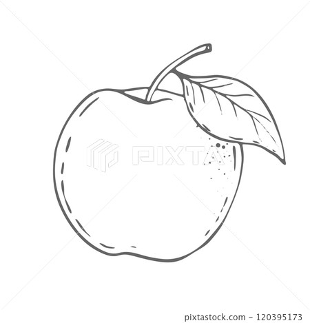Apple, Vector Illustration Apple, Vector Illustration 120395173