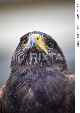 天空之王：老鷹 120395437