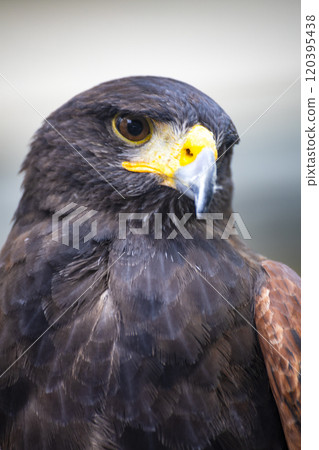 天空之王：老鷹 120395438