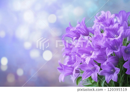 Beautiful spring background with campanula bouquet. 120395519