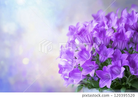 Beautiful spring background with campanula bouquet. Beautiful spring background with campanula bouquet. 120395520