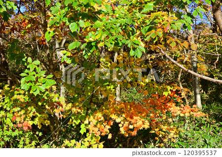 Autumn scenery of the trees along Lake Onuma in Akagi Autumn scenery of the trees along Lake Onuma in Akagi 120395537