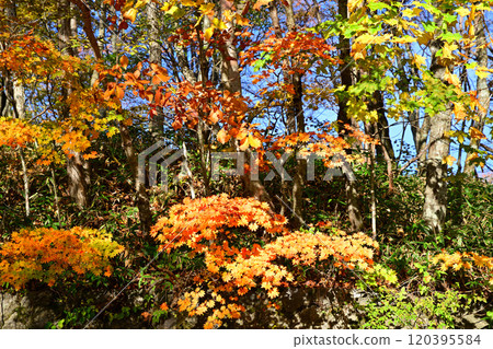 Autumn scenery of the trees along Lake Onuma in Akagi Autumn scenery of the trees along Lake Onuma in Akagi 120395584
