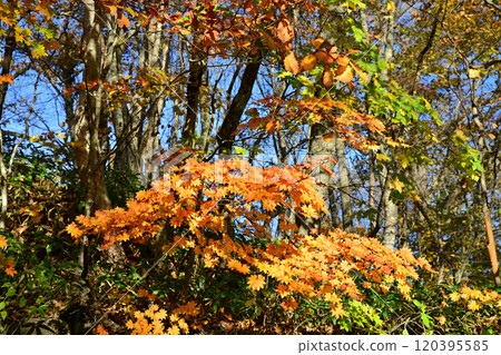 Autumn scenery of the trees along Lake Onuma in Akagi Autumn scenery of the trees along Lake Onuma in Akagi 120395585