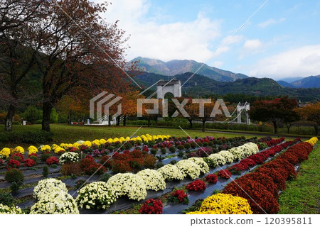 菊花盛開的秦野十川公園 菊花盛開的秦野十川公園 120395811