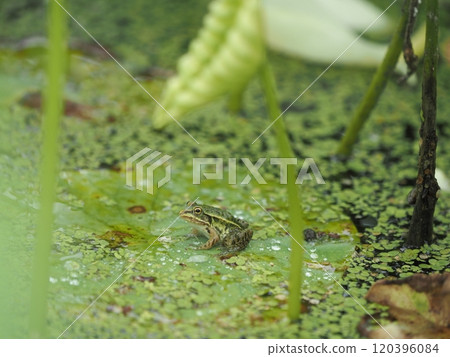 A Japanese pond frog lives in the lotus terraces of a mountain village in Futamata, Hakusan-cho, Tsu City A Japanese pond frog lives in the lotus terraces of a mountain village in Futamata, Hakusan-cho, Tsu City 120396084