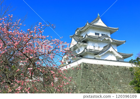 [三重縣]梅花和伊賀上野城 120396109