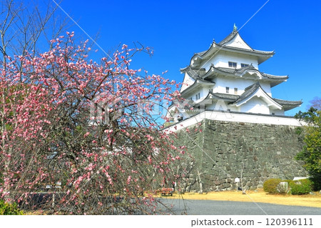[三重縣]梅花和伊賀上野城 120396111