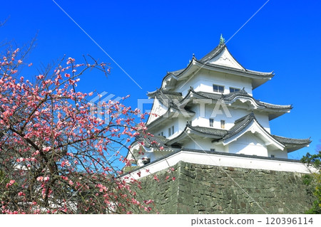 [三重縣]梅花和伊賀上野城 120396114