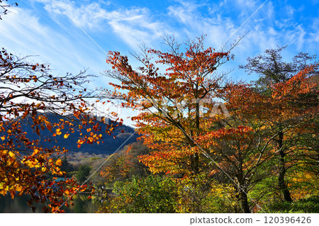 Autumn scenery of the trees along Lake Onuma in Akagi Autumn scenery of the trees along Lake Onuma in Akagi 120396426