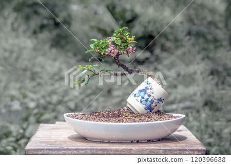 acerola cherry mini bonsai tree with flower 120396688