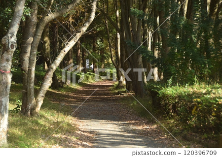Sunlight filtering through the trees and fallen leaves - Autumn walking path 120396709