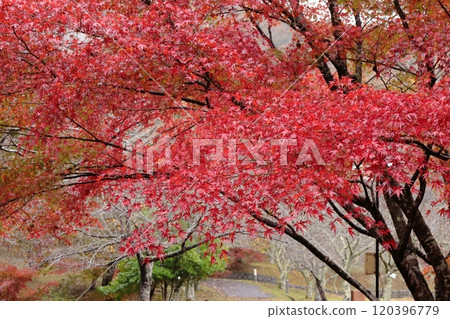 京都府南丹市小野水壩公園內的鮮紅楓樹 120396779