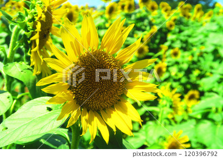 Beautiful sunflowers and blue sky at the 2024 Kiyose Sunflower Festival Beautiful sunflowers and blue sky at the 2024 Kiyose Sunflower Festival 120396792