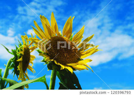 2024年清瀨向日葵節美麗的向日葵和藍天景色 120396793