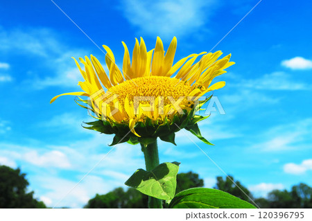 2024年清瀨向日葵節美麗的向日葵和藍天景色 120396795