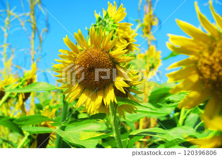 2024年清瀨向日葵節美麗的向日葵和藍天景色 120396806