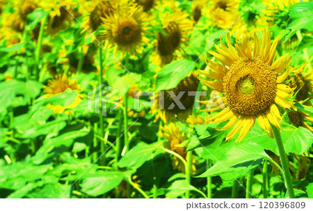 Beautiful sunflowers and blue sky at the 2024 Kiyose Sunflower Festival 120396809