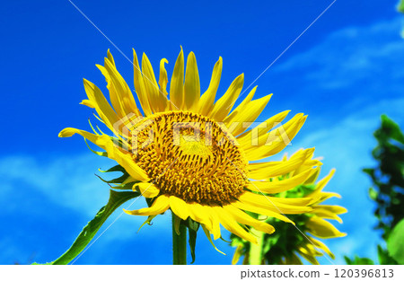 2024年清瀨向日葵節美麗的向日葵和藍天景色 2024年清瀨向日葵節美麗的向日葵和藍天景色 120396813