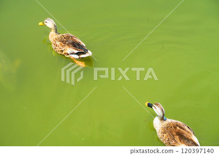都立舍人公園大池塘水鳥聚集的景象 120397140