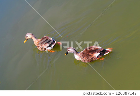 都立舍人公園大池塘水鳥聚集的景象 120397142