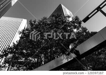 新宿副中心紅綠燈、行道樹、高樓 2024.11 A-5 單色 120397167