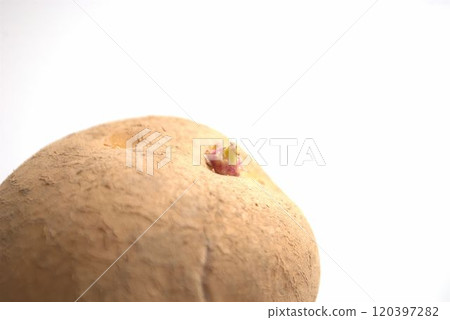Bud potatoes Bud potatoes 120397282