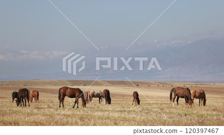 flock of horse live in the meadow in kyrgyzstan in Issyk-Kul Region flock of horse live in the meadow in kyrgyzstan in Issyk-Kul Region 120397467