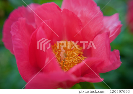The herbal medicine "Standing Peony" is a species of Paula Faye, and its flower language is "shyness" or "bashfulness." The herbal medicine "Standing Peony" is a species of Paula Faye, and its flower language is "shyness" or "bashfulness." 120397693