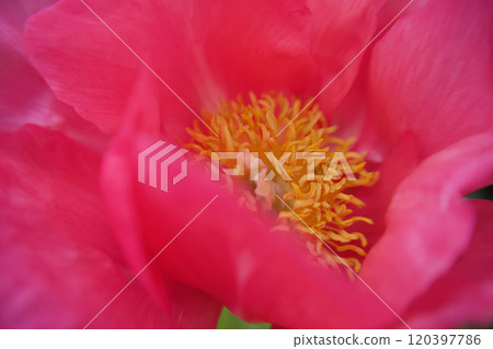 The herbal medicine "Standing Peony" is a species of Paula Faye, and its flower language is "shyness" or "bashfulness." The herbal medicine "Standing Peony" is a species of Paula Faye, and its flower language is "shyness" or "bashfulness." 120397786