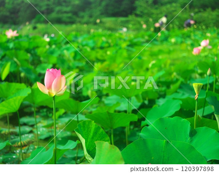 津市白山町二俁：山村的蓮花梯田 120397898