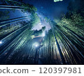 Bamboo forest at night with a starry sky 011 120397981