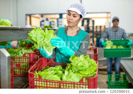 Workwoman arranging lettuce in boxes on vegetable sorting line Workwoman arranging lettuce in boxes on vegetable sorting line 120398031