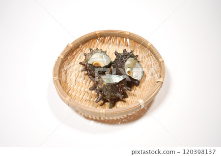 Turban shell on a bamboo basket Turban shell on a bamboo basket 120398137