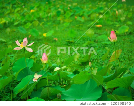 Futamata, Hakusan-cho, Tsu City, Lotus terraces in the mountain village, Pink lotus flowers and bees 120398140